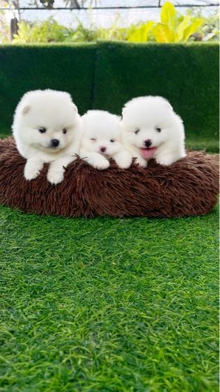 ปอมเมอเรเนียน รูปที่ 3