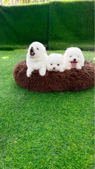 ปอมเมอเรเนียน รูปที่ 4