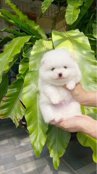 ปอมเมอเรเนียน