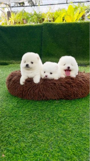 ปอมเมอเรเนียน รูปที่ 5