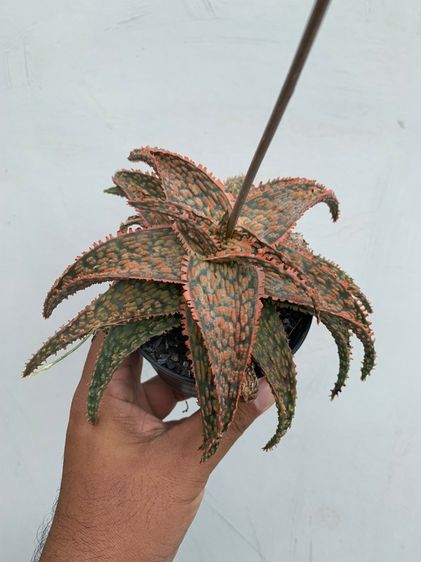 อโลไฮบริด (Aloe Hybrid) ว่านหางจระเข้ รูปที่ 4