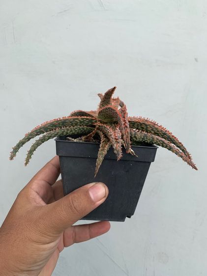 อโลไฮบริด (Aloe Hybrid) ว่านหางจระเข้ รูปที่ 2