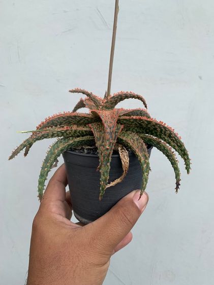 อโลไฮบริด (Aloe Hybrid) ว่านหางจระเข้ รูปที่ 5