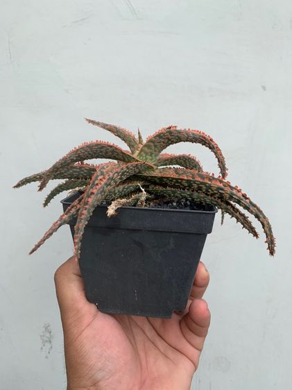 อโลไฮบริด (Aloe Hybrid) ว่านหางจระเข้ รูปที่ 3