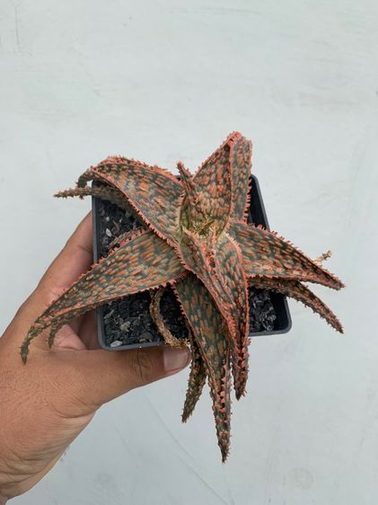 อโลไฮบริด (Aloe Hybrid) ว่านหางจระเข้