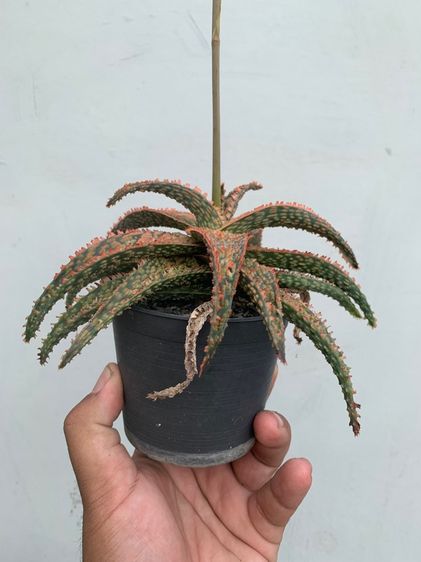 อโลไฮบริด (Aloe Hybrid) ว่านหางจระเข้ รูปที่ 6