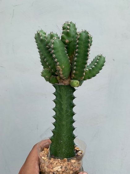 ยูโฟเบียมาคัลเลนซิส (Euphorbia makallensis) ไม้กราฟ รูปที่ 4