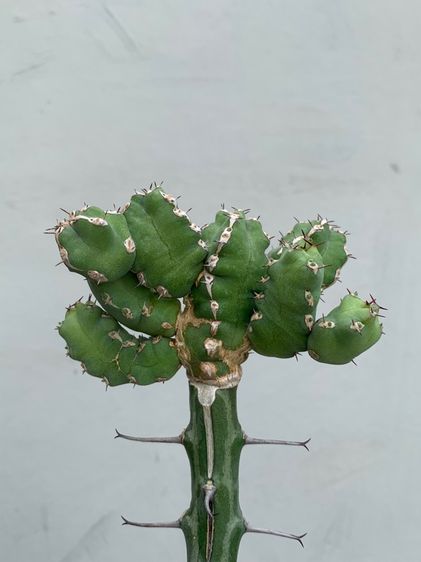 ยูโฟเบียมาคัลเลนซิส (Euphorbia makallensis) ไม้กราฟ รูปที่ 5