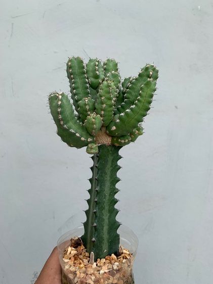 ยูโฟเบียมาคัลเลนซิส (Euphorbia makallensis) ไม้กราฟ รูปที่ 3