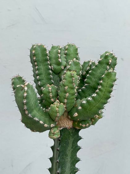 ยูโฟเบียมาคัลเลนซิส (Euphorbia makallensis) ไม้กราฟ