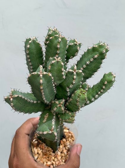 ยูโฟเบียมาคัลเลนซิส (Euphorbia makallensis) ไม้กราฟ รูปที่ 2