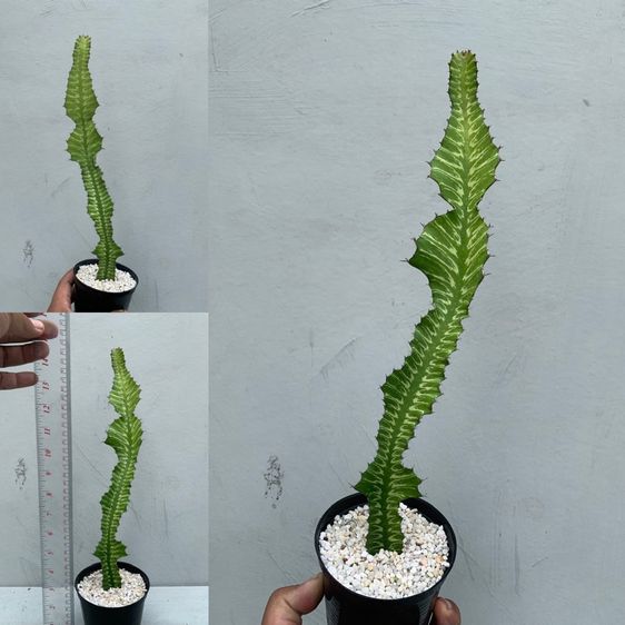 ยูโฟเบีย ซันไรส์ (Euphorbia bougheyi varigated) รูปที่ 2