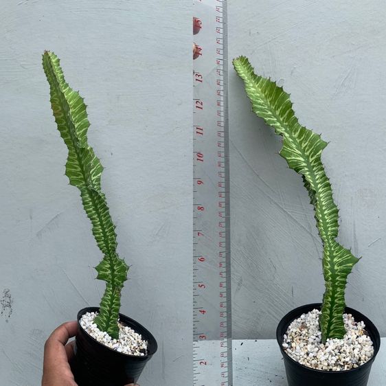 ยูโฟเบีย ซันไรส์ (Euphorbia bougheyi varigated) รูปที่ 5