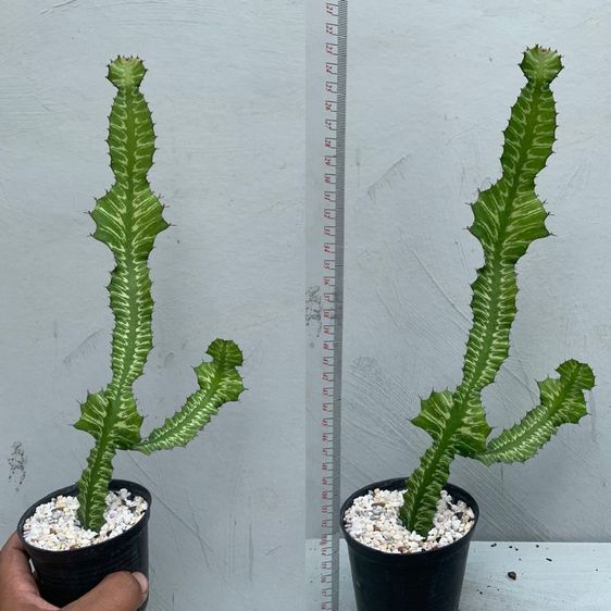 ยูโฟเบีย ซันไรส์ (Euphorbia bougheyi varigated) รูปที่ 4