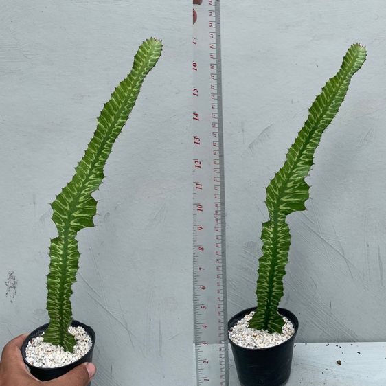 ยูโฟเบีย ซันไรส์ (Euphorbia bougheyi varigated) รูปที่ 3