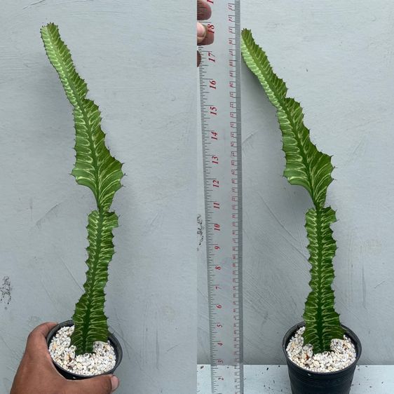 ยูโฟเบีย ซันไรส์ (Euphorbia bougheyi varigated) รูปที่ 7