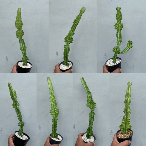 ยูโฟเบีย ซันไรส์ (Euphorbia bougheyi varigated)