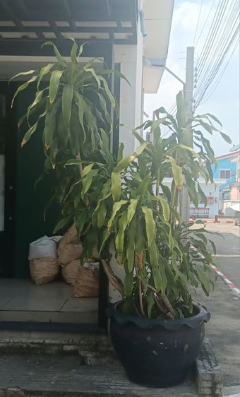 ต้นไม้จริง ต้นไม้ ต้นวาสนา ไม้มงคล สูงประมาณ 2 เมตร พร้อมกระถางใหญ่