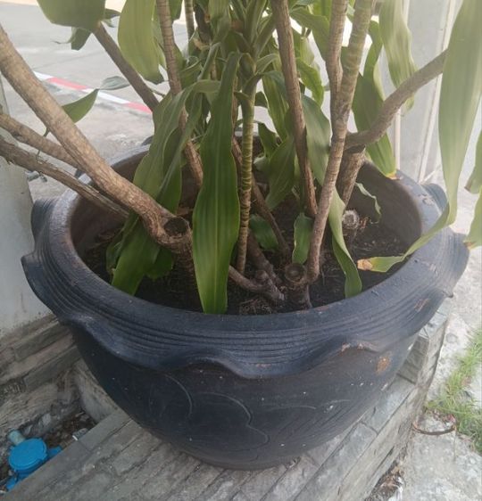 ต้นไม้ ต้นวาสนา ไม้มงคล สูงประมาณ 2 เมตร พร้อมกระถางใหญ่ รูปที่ 3