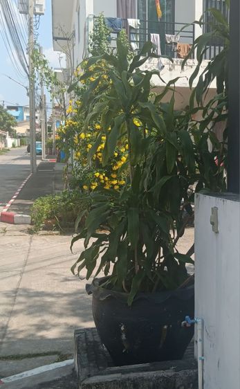 ต้นไม้ ต้นวาสนา ไม้มงคล สูงประมาณ 2 เมตร พร้อมกระถางใหญ่ รูปที่ 2