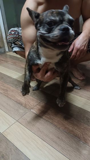 เฟนด์บลูด๊อกเพศเมียอายุ2ปีแข็งแรงชีดวัคซีนครบสนใจสอบถามได้แต่ตอบช้าหน่อยนะทำงานประจำ รูปที่ 2