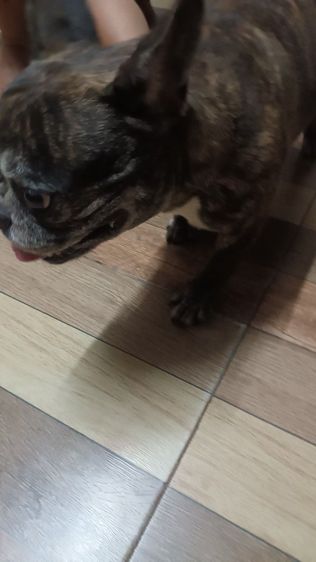 เฟนด์บลูด๊อกเพศเมียอายุ2ปีแข็งแรงชีดวัคซีนครบสนใจสอบถามได้แต่ตอบช้าหน่อยนะทำงานประจำ