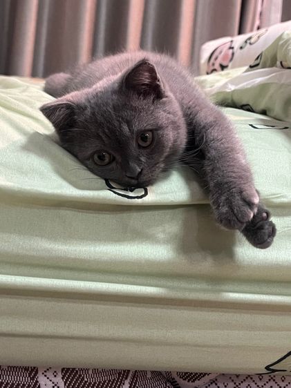 น้องแมวสามเดือน 