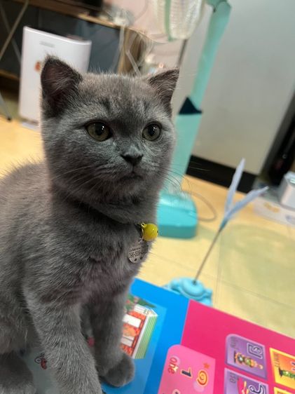 น้องแมวสามเดือน  รูปที่ 2