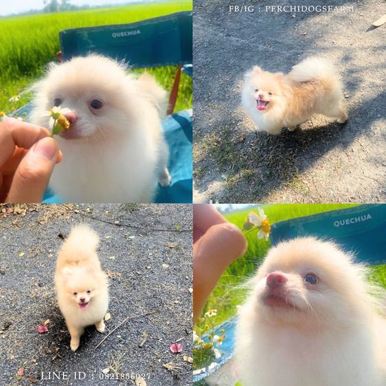 ลูกหมา ปอม ชาย  รูปที่ 2