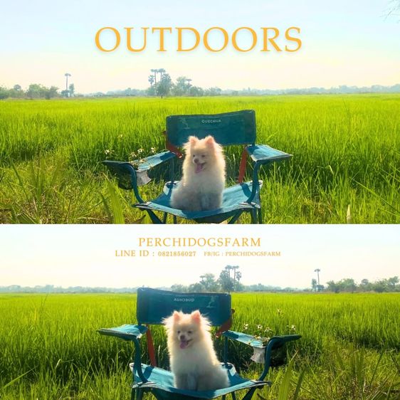 ปอมเมอเรเนียน (Pomeranian) กลาง ลูกหมา ปอม ชาย 