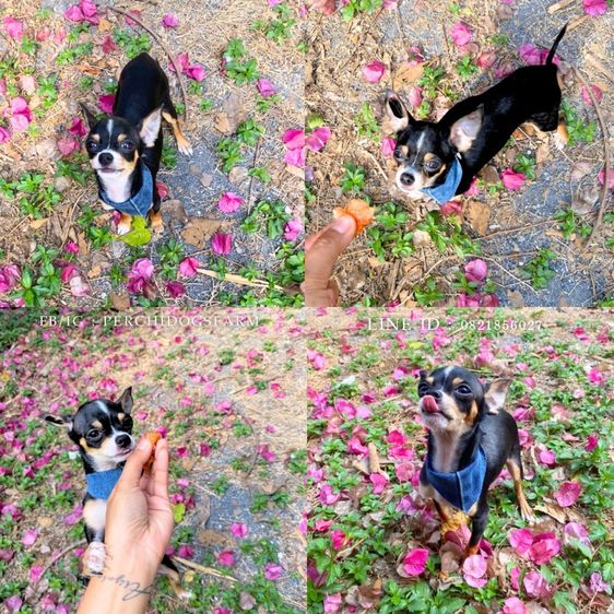 ชิวาวา (Chihuahua) เล็ก ชิวาวา ชาย 