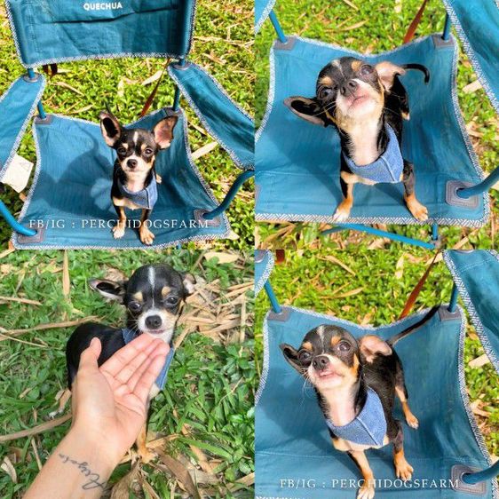 ลูกหมา ชิวาวา ชาย  รูปที่ 2