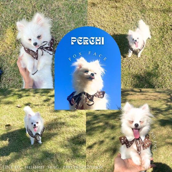 ปอม หญิง