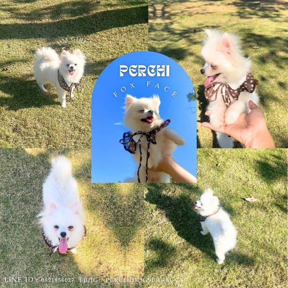 ปอม หญิง รูปที่ 2