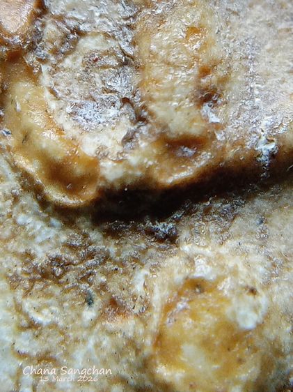 พระสมเด็จบางขุนพรหมพิมพ์สังฆาฏิ พระลงกรุเนื้อจัดผ่านการใช้งาน เป็นพระสภาพหายากมีเอกลักษณ์เฉพาะองค์ รูปที่ 2