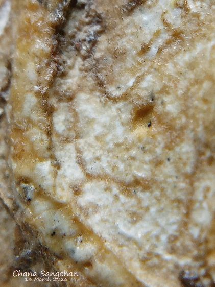 พระสมเด็จบางขุนพรหมพิมพ์สังฆาฏิ พระลงกรุเนื้อจัดผ่านการใช้งาน เป็นพระสภาพหายากมีเอกลักษณ์เฉพาะองค์ รูปที่ 4