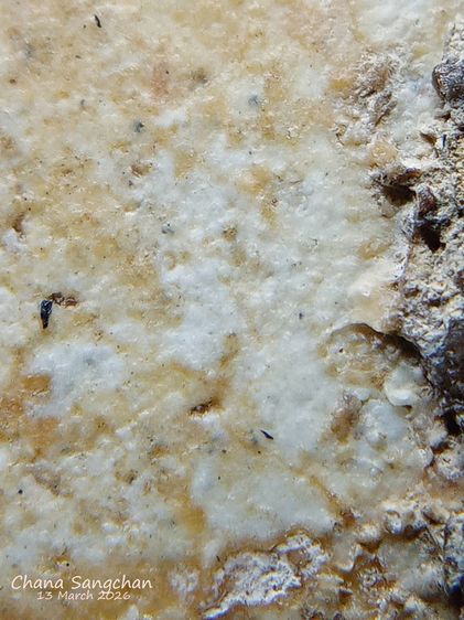 พระสมเด็จบางขุนพรหมพิมพ์สังฆาฏิ พระลงกรุเนื้อจัดผ่านการใช้งาน เป็นพระสภาพหายากมีเอกลักษณ์เฉพาะองค์ รูปที่ 10