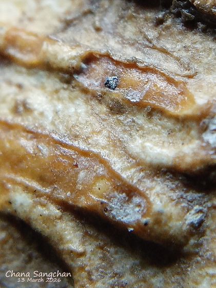 พระสมเด็จบางขุนพรหมพิมพ์สังฆาฏิ พระลงกรุเนื้อจัดผ่านการใช้งาน เป็นพระสภาพหายากมีเอกลักษณ์เฉพาะองค์ รูปที่ 6