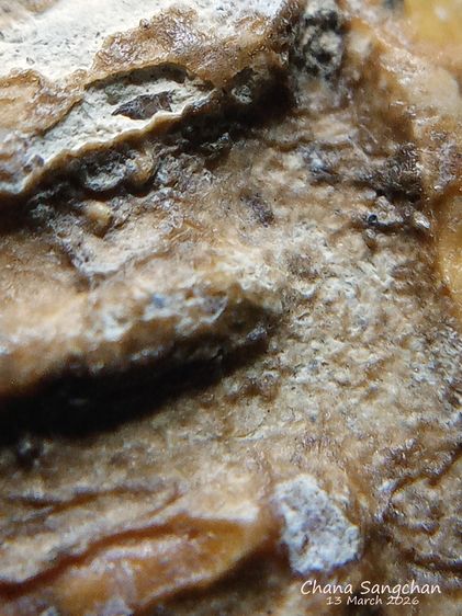 พระสมเด็จบางขุนพรหมพิมพ์สังฆาฏิ พระลงกรุเนื้อจัดผ่านการใช้งาน เป็นพระสภาพหายากมีเอกลักษณ์เฉพาะองค์ รูปที่ 8