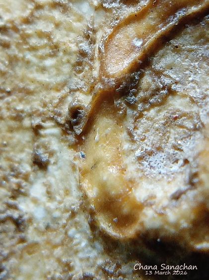 พระสมเด็จบางขุนพรหมพิมพ์สังฆาฏิ พระลงกรุเนื้อจัดผ่านการใช้งาน เป็นพระสภาพหายากมีเอกลักษณ์เฉพาะองค์ รูปที่ 3