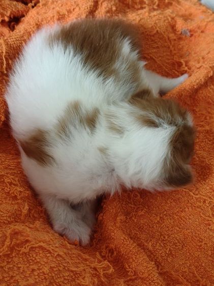 ลูกแมวเปอร์เซียแท้ ชาย คู่  เปิดจอง 1000 รูปที่ 5