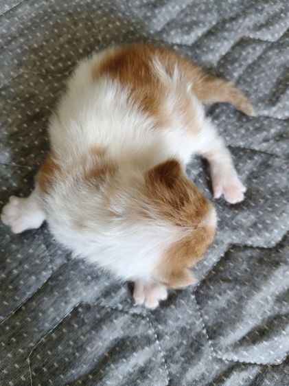 ลูกแมวเปอร์เซียแท้ ชาย คู่  เปิดจอง 1000 รูปที่ 6