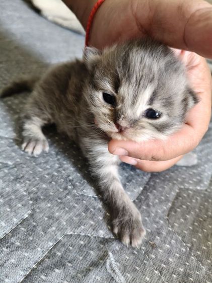 ลูกแมวเปอร์เซียแท้ ชาย คู่  เปิดจอง 1000 รูปที่ 4