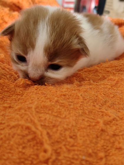 ลูกแมวเปอร์เซียแท้ ชาย คู่  เปิดจอง 1000 รูปที่ 3