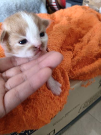 ลูกแมวเปอร์เซียแท้ ชาย คู่  เปิดจอง 1000 รูปที่ 2