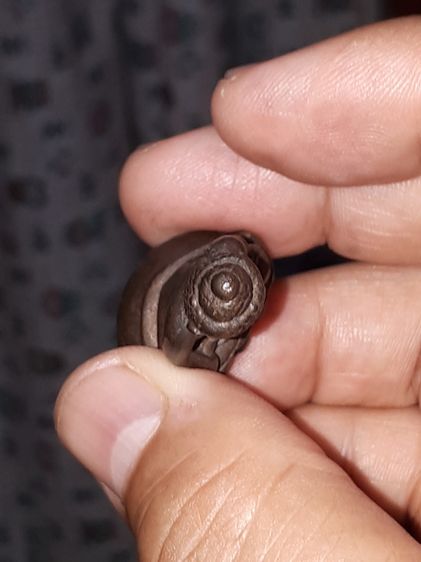 พระกริ่ง รุ่นสายฟ้า ปี 2520 หลวงปู่โต๊ะ เนื้อนวะโลหะ กริ่งดัง ตอกโค้ด 3 ตัว โค้ด สฟ. จะมีความคมชัดลึก ส่วนองค์ที่ตอก 3 โค้ด จะมีโค้ด ต.ล้อมร รูปที่ 13