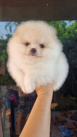 ปอมแท้เริ่ม4900 รูปที่ 10