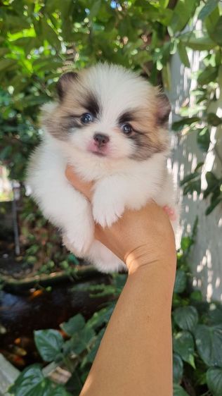 ปอมแท้เริ่ม4900 รูปที่ 5