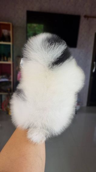 ปอมแท้เริ่ม4900 รูปที่ 7