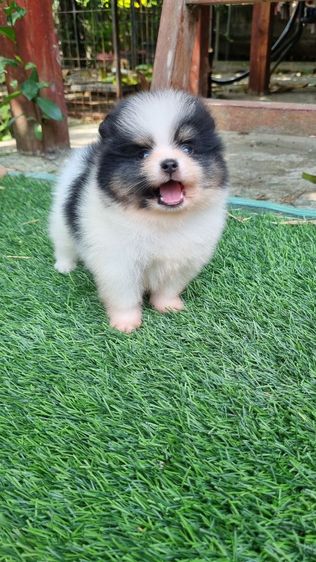 ปอมแท้เริ่ม4900 รูปที่ 14